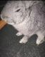 Angora rabbit Rabbits