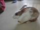 Angora rabbit Rabbits for sale in Ulwe, Navi Mumbai, Maharashtra, India. price: 500 INR