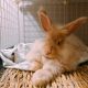 Angora rabbit Rabbits for sale in Waltham, MA, USA. price: $80