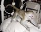 Capuchins Monkey Animals for sale in Charlotte, NC, USA. price: NA