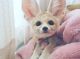 Fennec Fox Animals for sale in Charlotte, NC, USA. price: NA