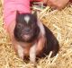 Pig Animals for sale in Pasadena, CA, USA. price: NA