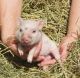 Pig Animals for sale in Baton Rouge, LA, USA. price: NA