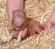 Pig Animals for sale in Columbus, OH, USA. price: NA