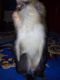 Capuchins Monkey Animals for sale in Little Rock, AR, USA. price: $500