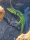 Anole Reptiles for sale in Deer Park, TX 77536, USA. price: $150