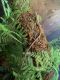 Anole Reptiles for sale in Plattsburgh, NY 12901, USA. price: NA