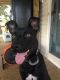 Antebellum Bulldog Puppies for sale in Saucier, MS 39574, USA. price: $200
