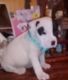 Antebellum Bulldog Puppies for sale in Chipley, FL 32428, USA. price: $200