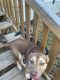 Antebellum Bulldog Puppies for sale in Camden County, GA, USA. price: NA