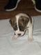 Antebellum Bulldog Puppies for sale in Houston, TX, USA. price: $650