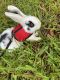 Antelope Jackrabbit Rabbits for sale in Plantation, FL, USA. price: NA