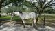 Appaloosa Horses for sale in Lutz, FL, USA. price: NA