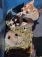 Appenzell Mountain Dog Puppies for sale in Ogdensburg, WI 54962, USA. price: NA