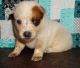 Appenzell Mountain Dog Puppies for sale in Los Angeles, CA, USA. price: NA