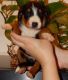 Appenzell Mountain Dog Puppies for sale in Dallas, TX, USA. price: $500