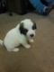 Appenzell Mountain Dog Puppies for sale in Fairfield Bay, AR, USA. price: $350