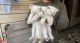 Applehead Siamese Cats