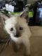 Applehead Siamese Cats for sale in Cherry Hill, NJ, USA. price: NA