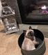 Applehead Siamese Cats for sale in Graham, WA 98338, USA. price: $300