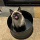 Applehead Siamese Cats for sale in Graham, WA 98338, USA. price: $300