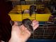 Aquatic Rat Rodents