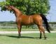 Arabian Horses for sale in Hollywood, Los Angeles, CA, USA. price: $3,850