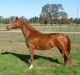 Arabian Horses for sale in Jacksonville, FL, USA. price: NA
