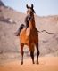 Arabian Horses for sale in Atlanta, GA, USA. price: NA