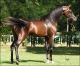 Arabian Horses for sale in Dallas, TX, USA. price: NA
