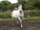 Arabian Horses for sale in Boston Rd, Bronx, NY, USA. price: $2,500