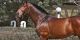 Arabian Horses for sale in Texas City Dike, Texas City, TX, USA. price: NA