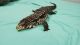 Argentine Black and White Tegu Reptiles for sale in Gray, TN 37615, USA. price: $750