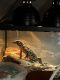 Argentine Black and White Tegu Reptiles for sale in Strongsville, OH, USA. price: NA