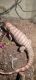 Argentine Black and White Tegu Reptiles for sale in Hawthorne, CA, USA. price: NA