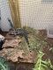 Argentine Black and White Tegu Reptiles for sale in Caddo Mills, TX 75135, USA. price: NA