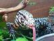 Argentine Black and White Tegu Reptiles for sale in Los Angeles, CA 90005, USA. price: NA