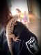 Argentine Black and White Tegu Reptiles for sale in Grover Beach, CA 93433, USA. price: NA