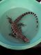 Argentine Black and White Tegu Reptiles for sale in Linden, MI 48451, USA. price: NA