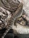 Argentine Black and White Tegu Reptiles for sale in Elkton, MD 21921, USA. price: NA