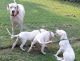 Argentine Dogo Puppies
