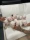 Argentine Dogo Puppies for sale in Las Vegas, NV, USA. price: $1,400