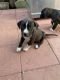 Argentine Dogo Puppies for sale in Homestead, FL, USA. price: $550