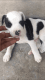 Argentine Dogo Puppies for sale in Shiv Durga Vihar, Faridabad, Haryana, India. price: 20000 INR