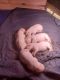 Argentine Dogo Puppies for sale in Indian Head, MD 20640, USA. price: NA