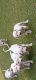 Argentine Dogo Puppies for sale in Gurugram, Haryana, India. price: 20000 INR