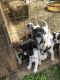 Argentine Dogo Puppies for sale in Milner, GA, USA. price: $300