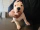 Argentine Dogo Puppies for sale in Modesto, CA, USA. price: $1,900