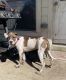 Argentine Dogo Puppies for sale in Webster, TX, USA. price: $125