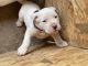 Argentine Dogo Puppies for sale in Odessa, TX, USA. price: NA